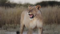 Lioness calling cubs. Mabuasehube, Botswana.